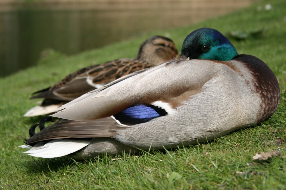 Siesta am Ententeich