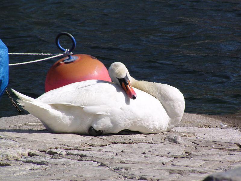 Siesta am Gardasee