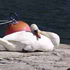 Siesta am Gardasee