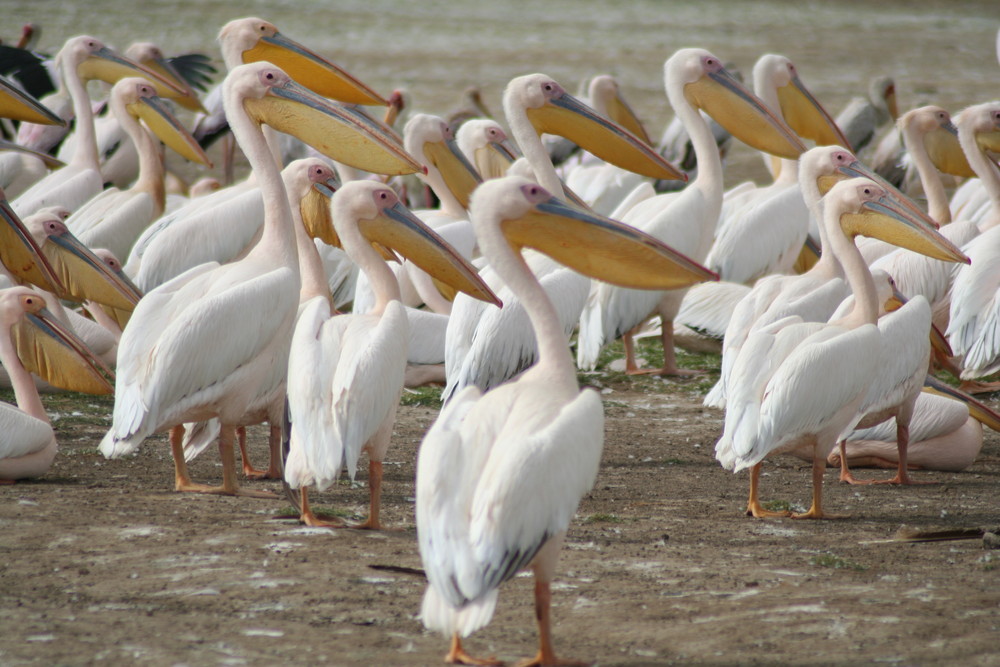 Siesta am Lake Nakuru