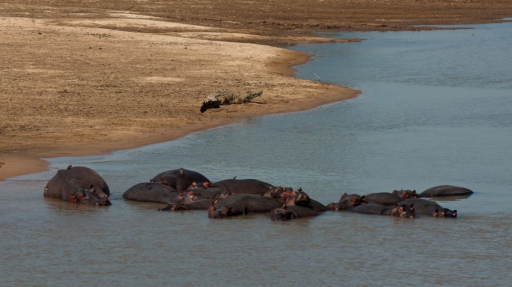 Siesta am Luangwa / North-Luangwa NP / 16.06.2013