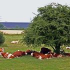 Siesta am Niederrhein