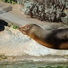 Siesta am Pool. 