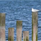 Siesta am See