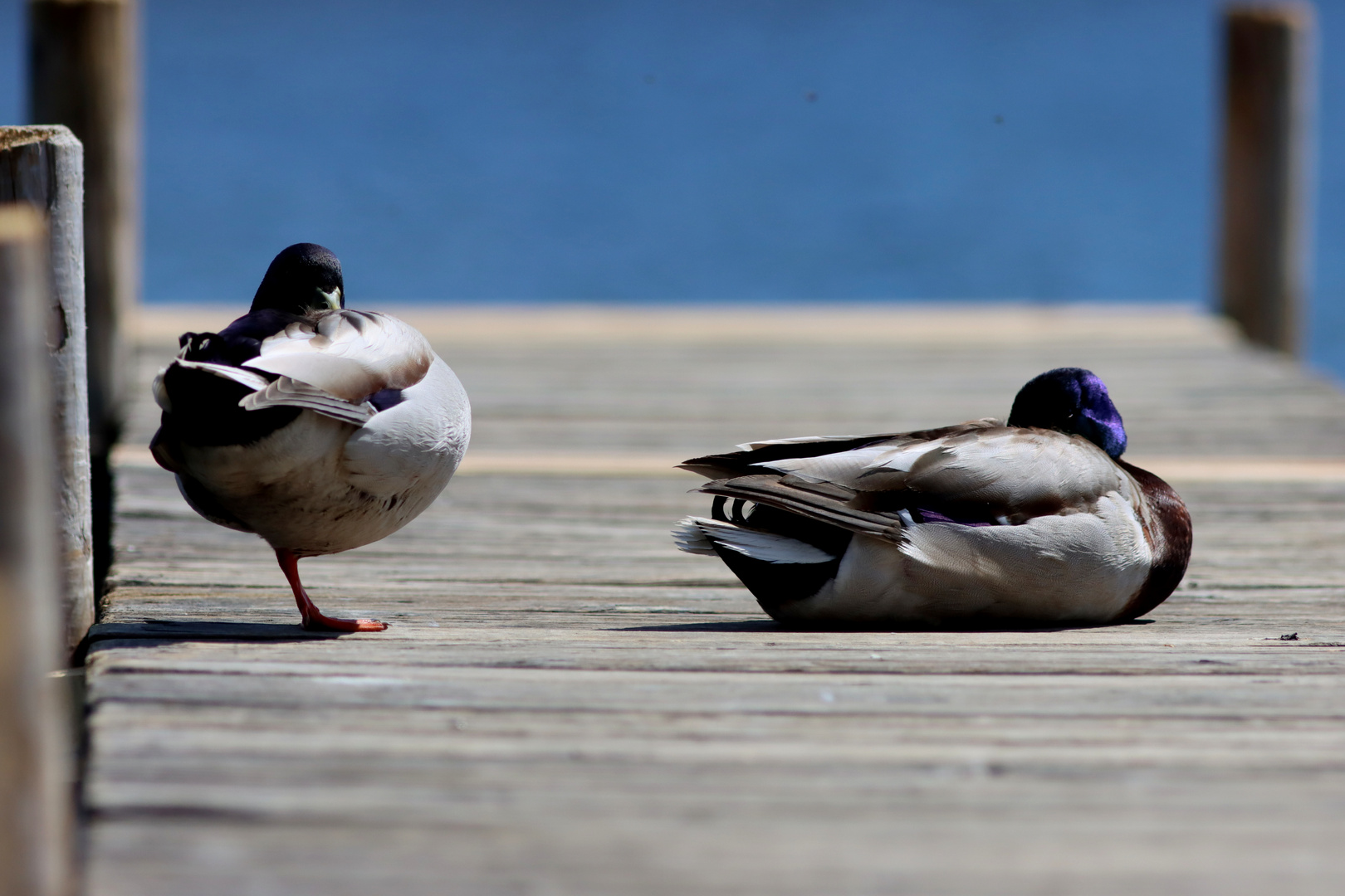 "Siesta" am Staffelsee