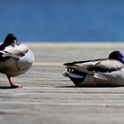 "Siesta" am Staffelsee