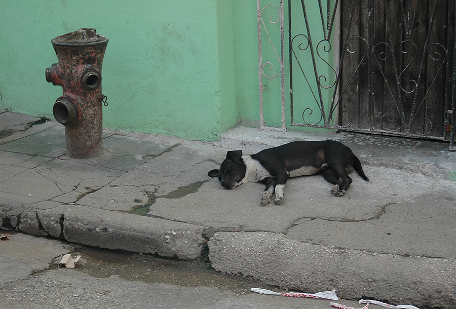 Siesta Amigo Perro