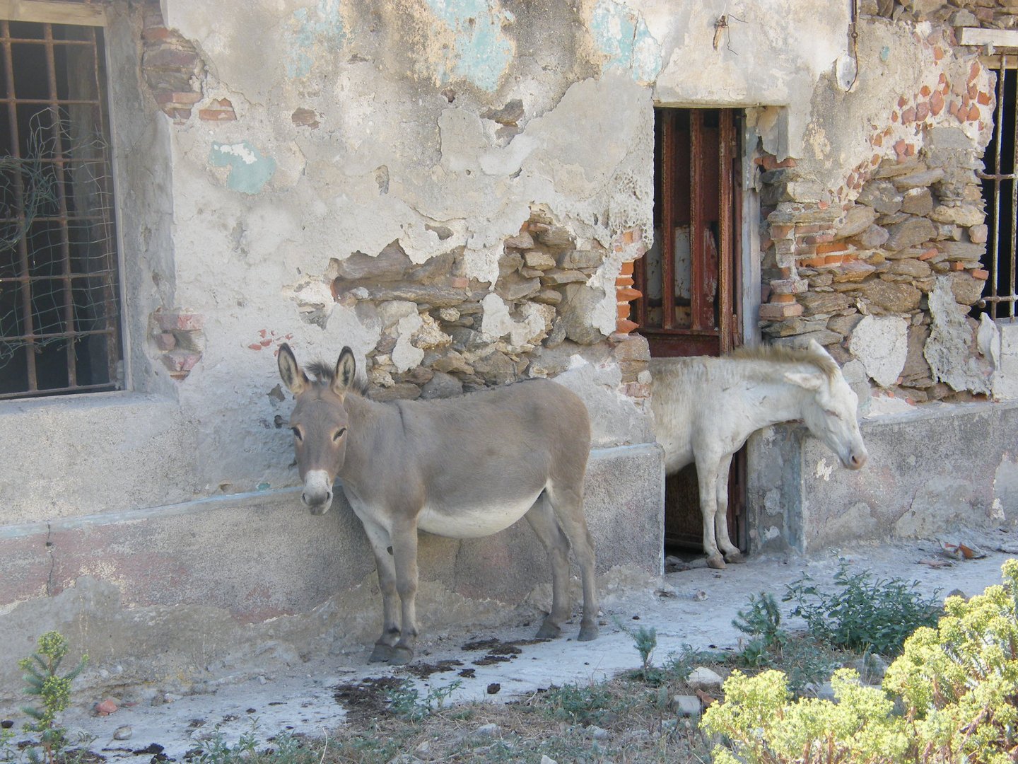 SIESTA (Asinara)