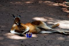 Siesta auf Australisch