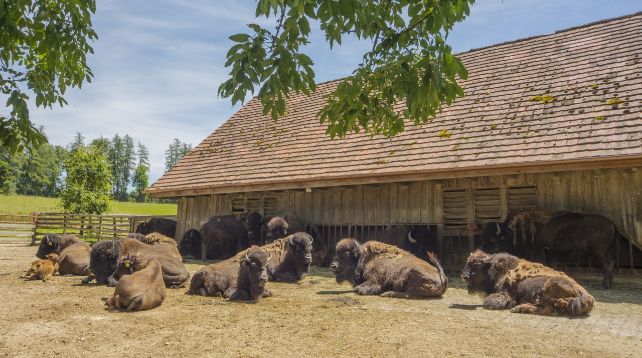 Siesta auf Bodenwald 1