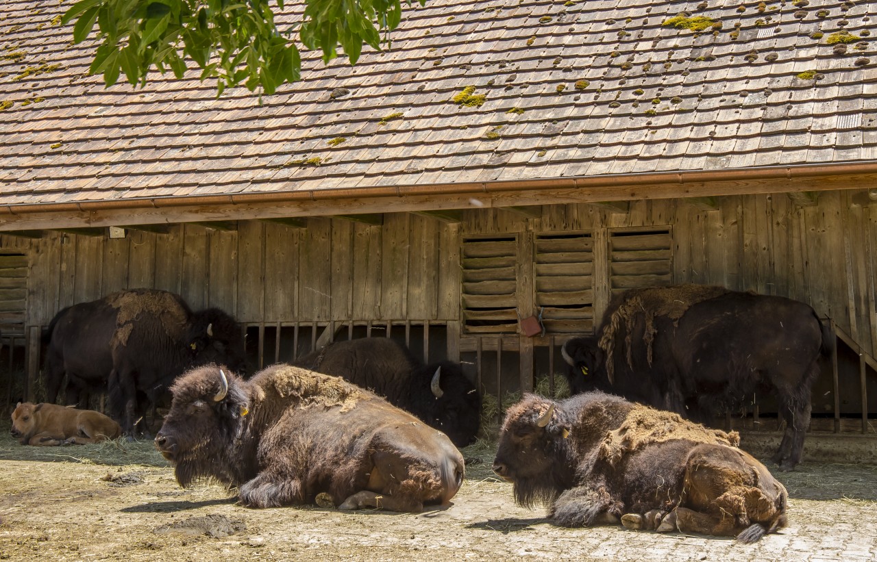 Siesta auf Bodenwald 2