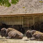 Siesta auf Bodenwald 2