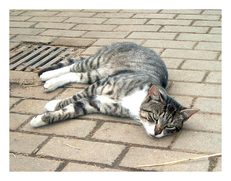 Siesta auf dem Reiterhof