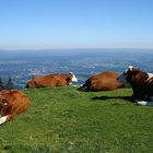 Siesta auf der Alm