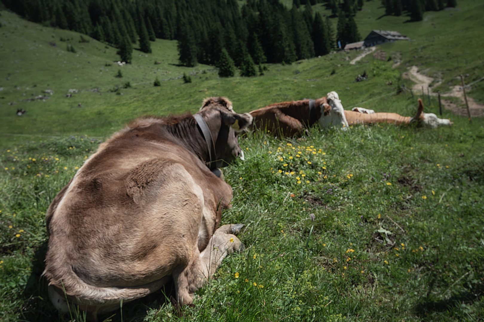 Siesta auf der Alm