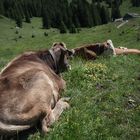 Siesta auf der Alm