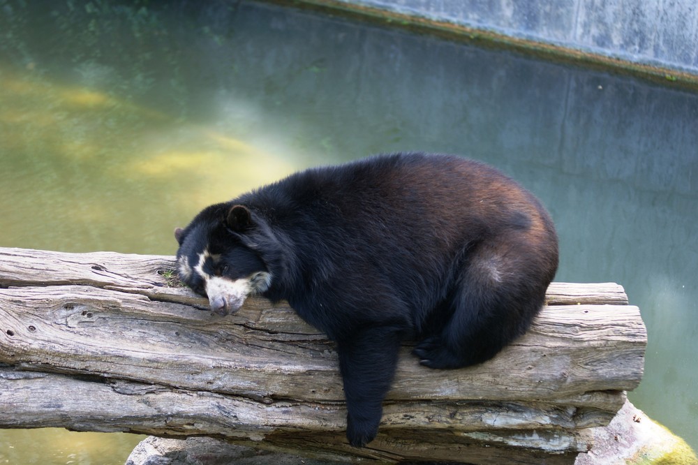 Siesta auf meinem Lieblingsstamm