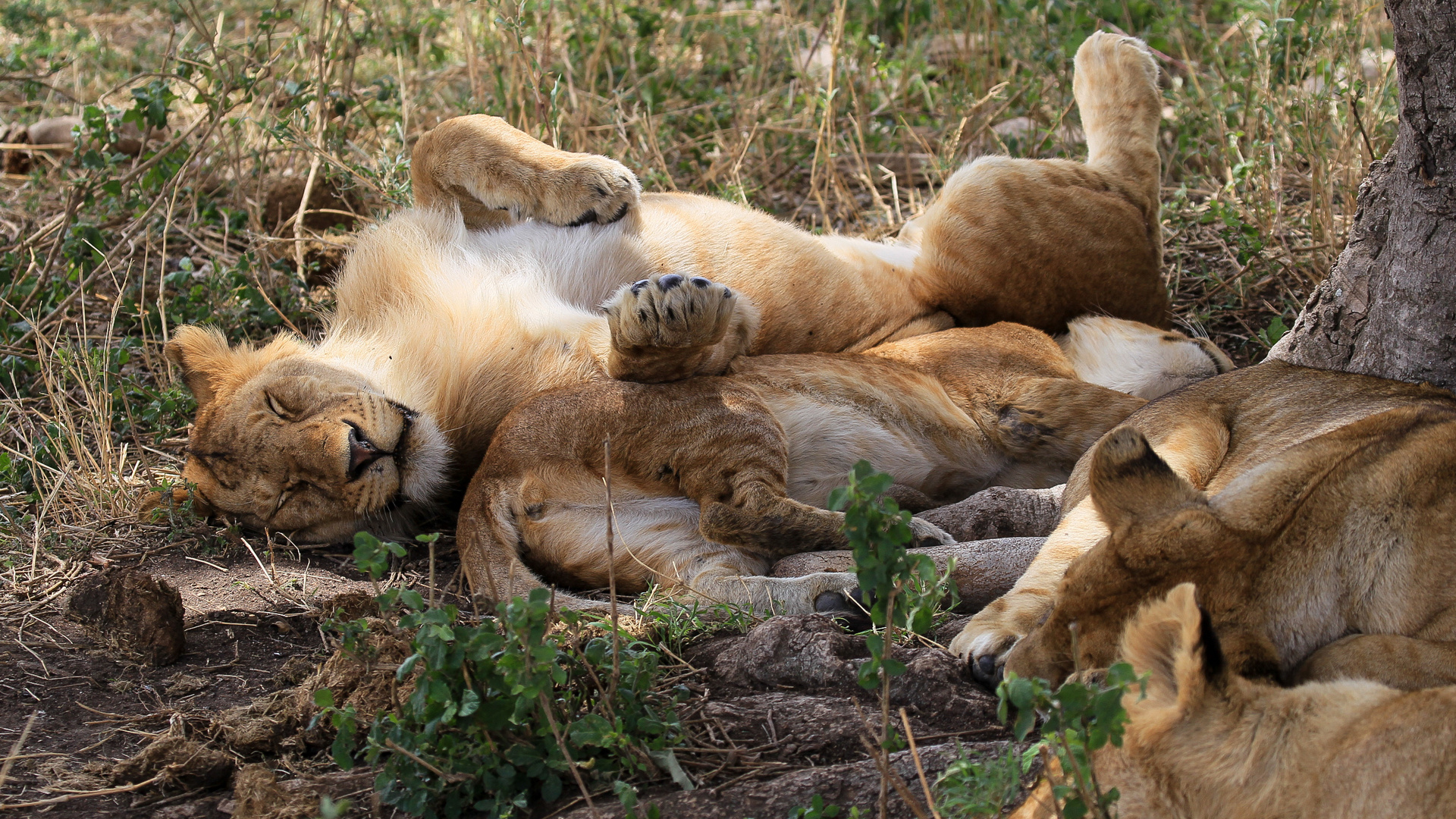 Siesta