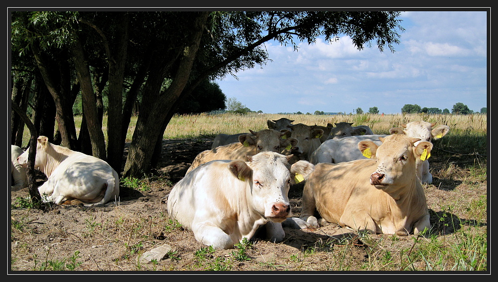 Siesta