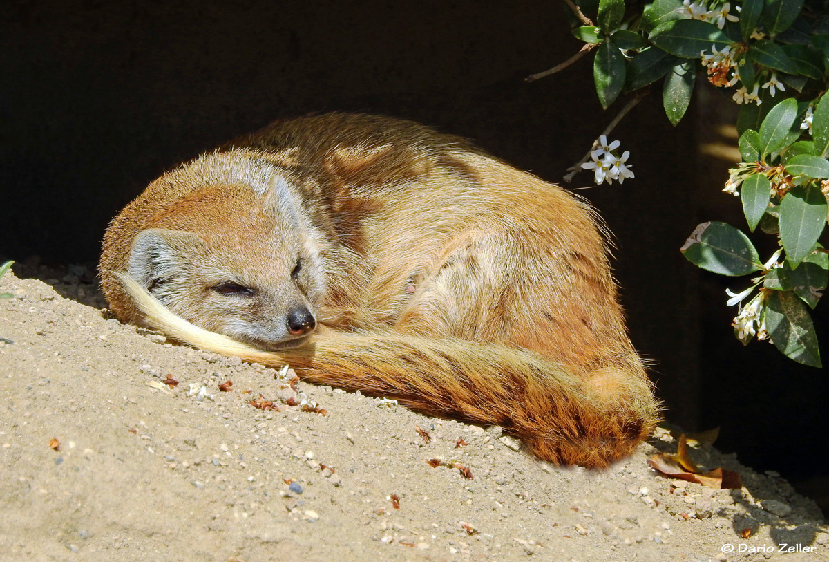 Siesta