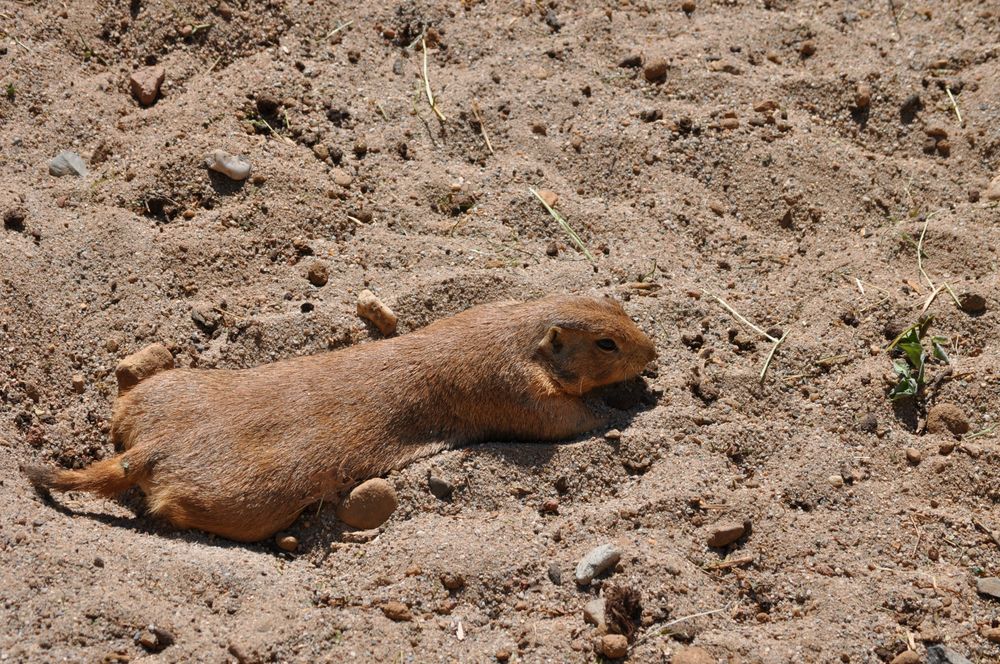 Siesta