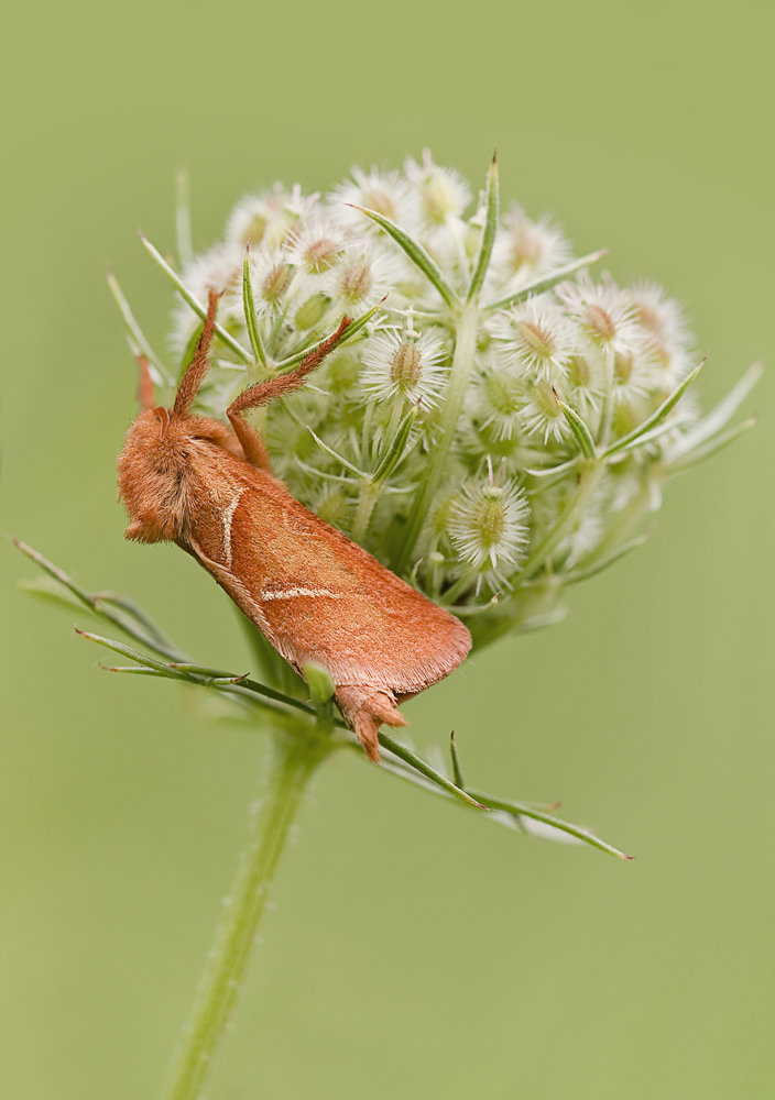 Siesta