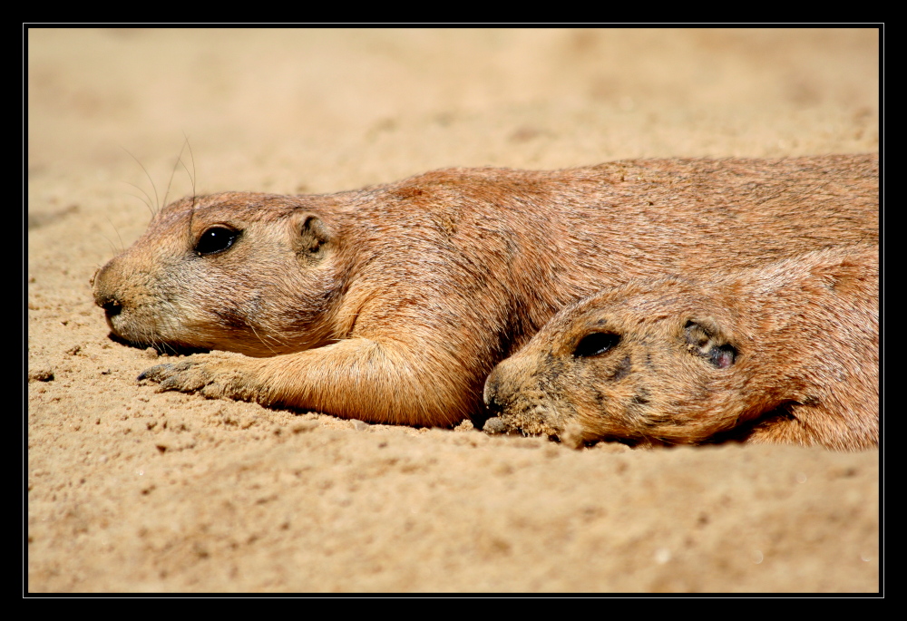 Siesta