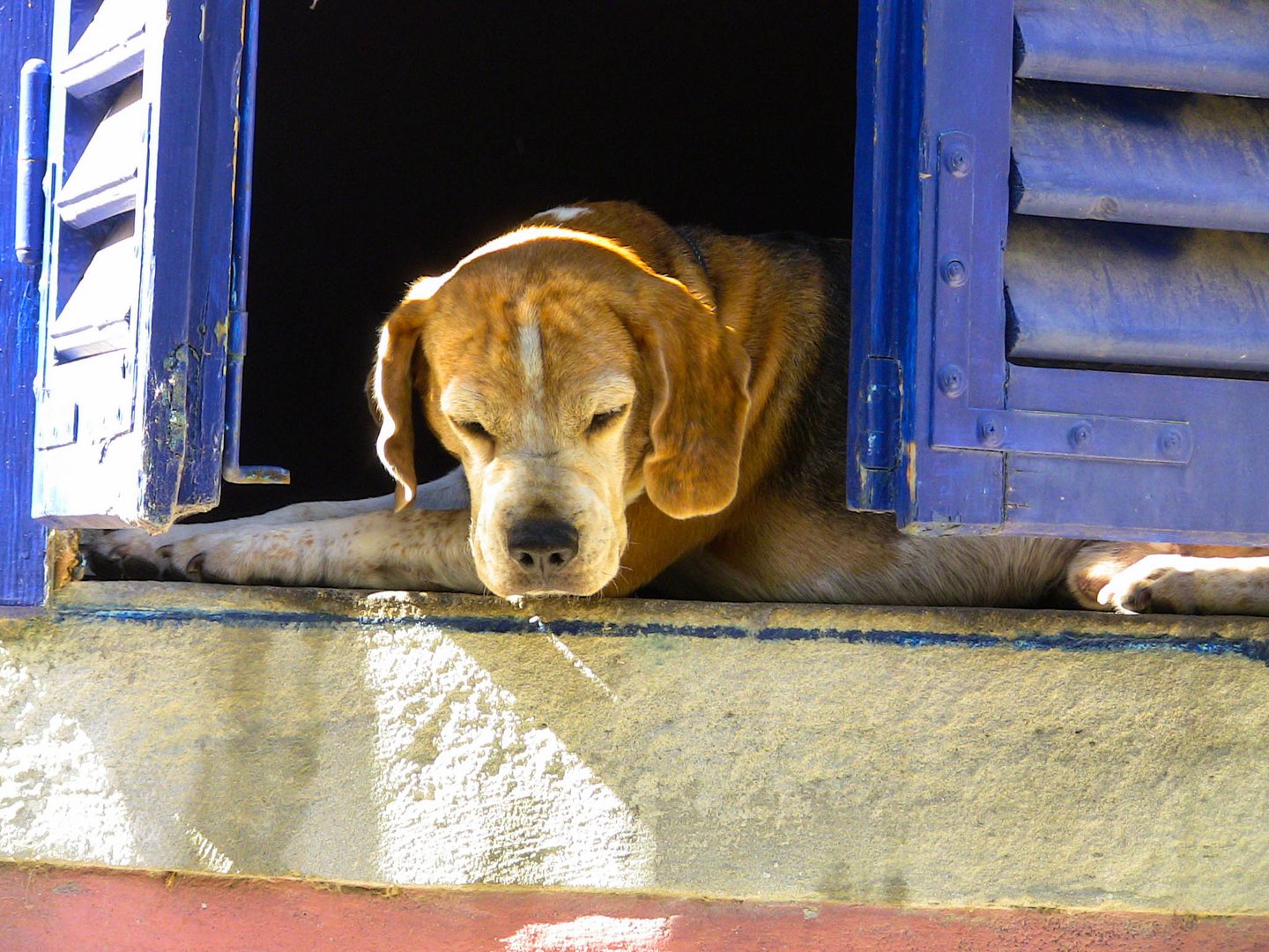 Siesta