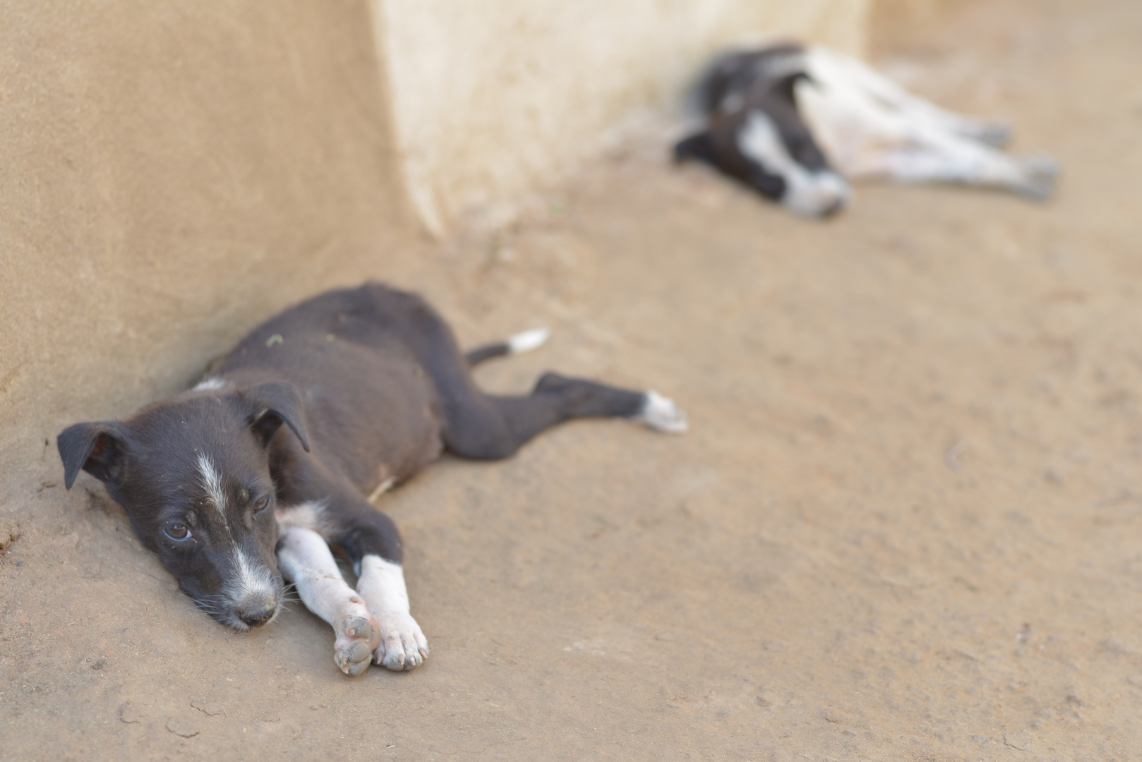 Siesta