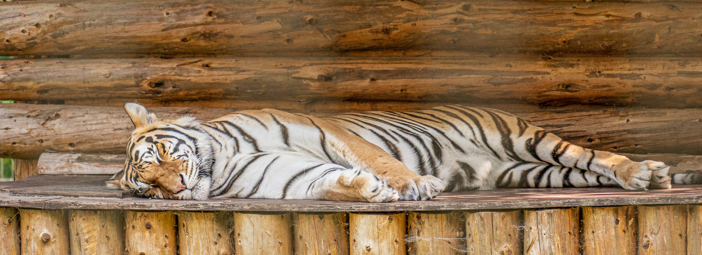 Siesta