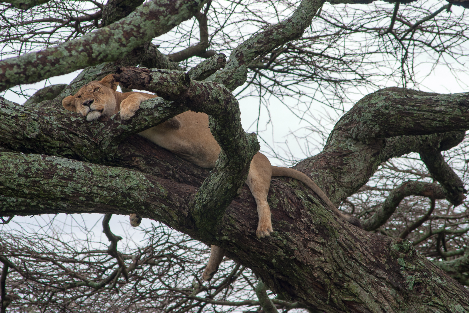 Siesta