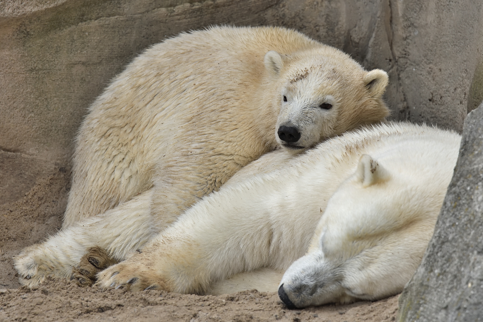 Siesta bei den Eisbären