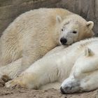 Siesta bei den Eisbären