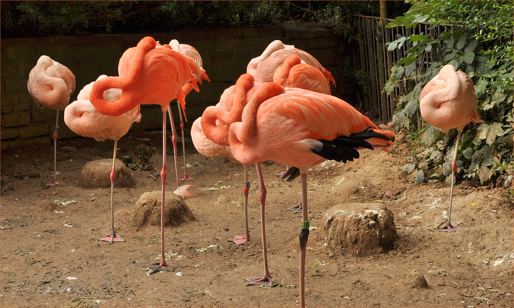 Siesta bei den Flamingos.........