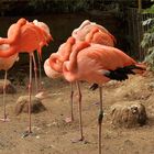 Siesta bei den Flamingos.........