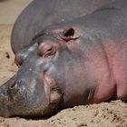 Siesta bei den Hippos 1