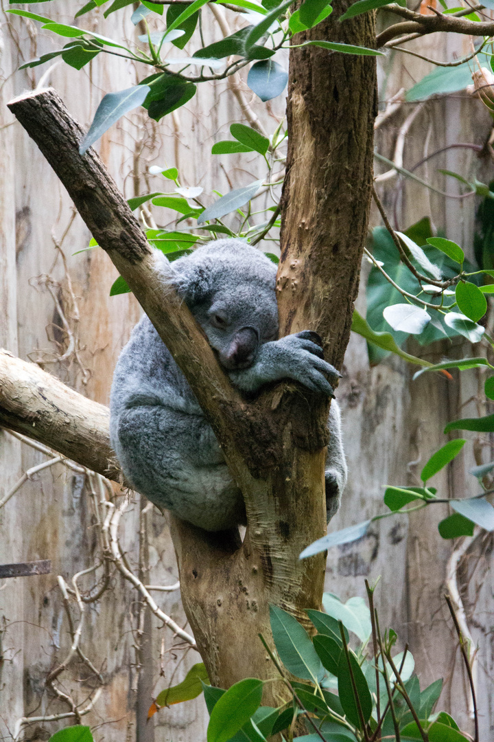 Siesta bei den Koalas