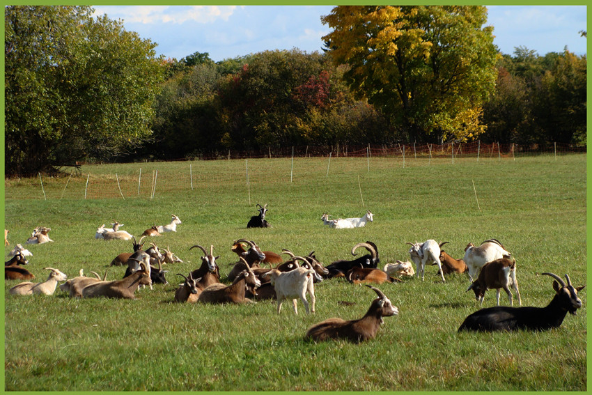 Siesta bei den Rhönziegen