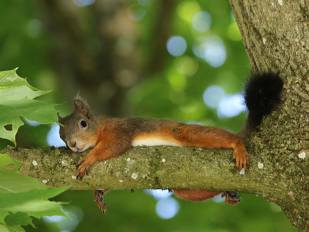 Siesta, bei der Hitze!