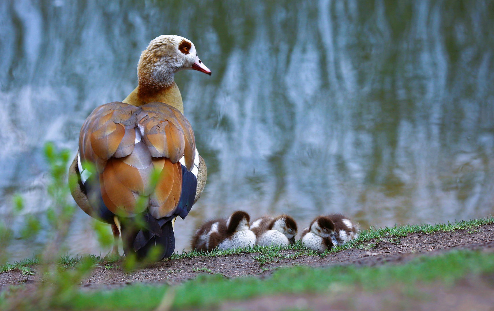 Siesta bei Familie Nilgans