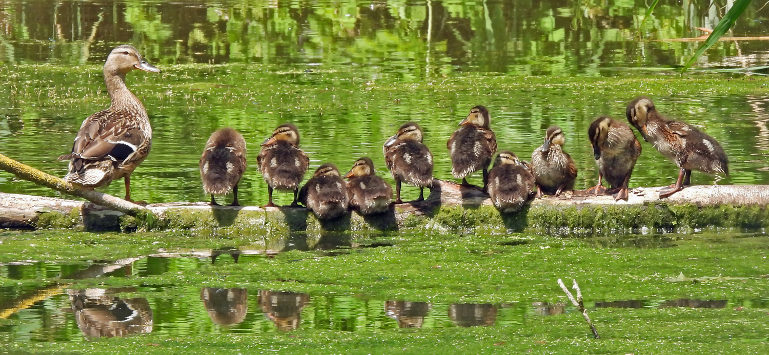 Siesta bei Familie Stockente