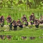 Siesta bei Familie Stockente