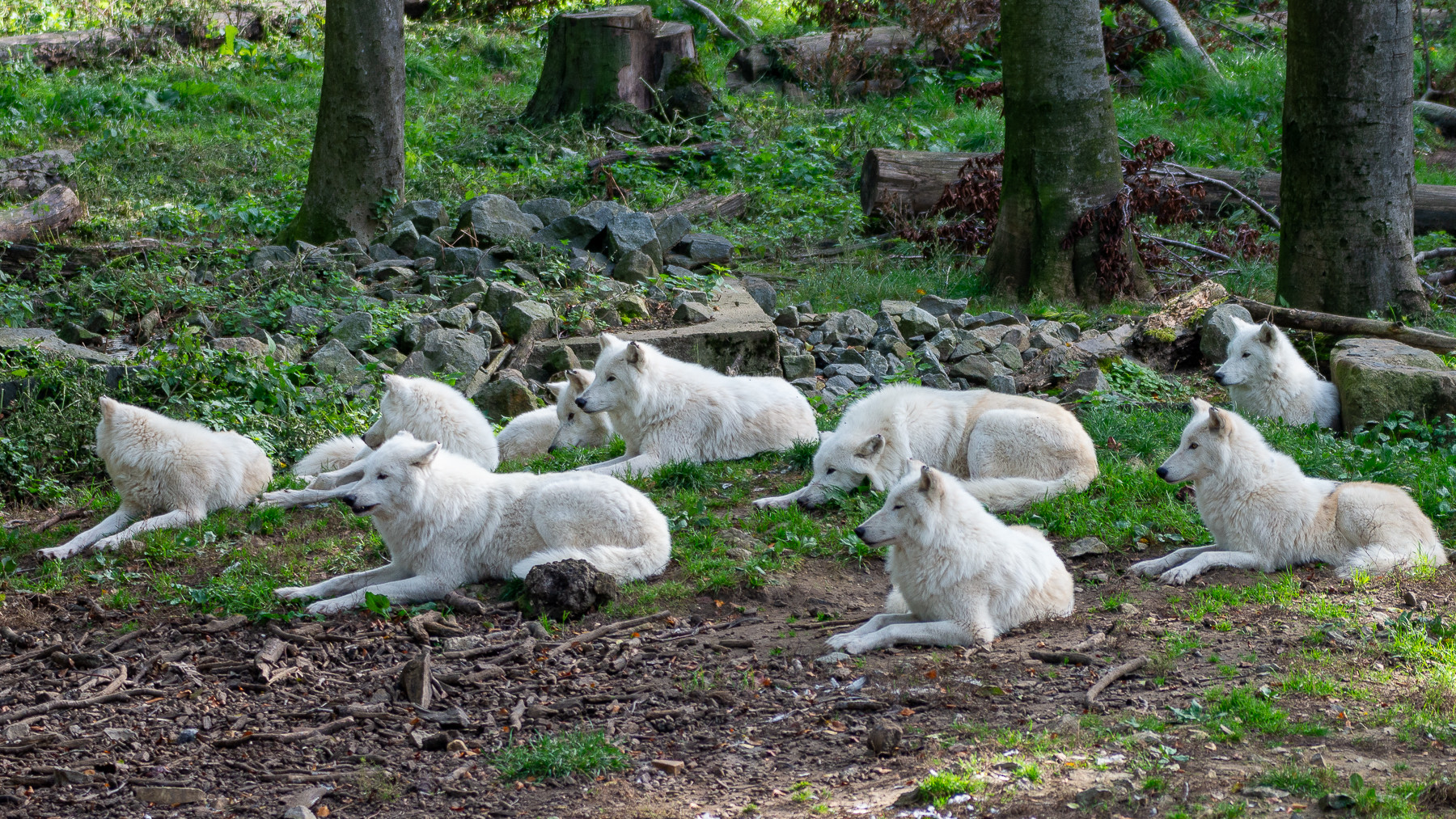 Siesta bei Hudson-Bay-Wölfen.