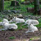 Siesta bei Hudson-Bay-Wölfen.