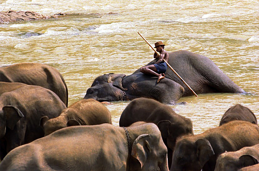 Siesta bei Kandy, Sri Lanka