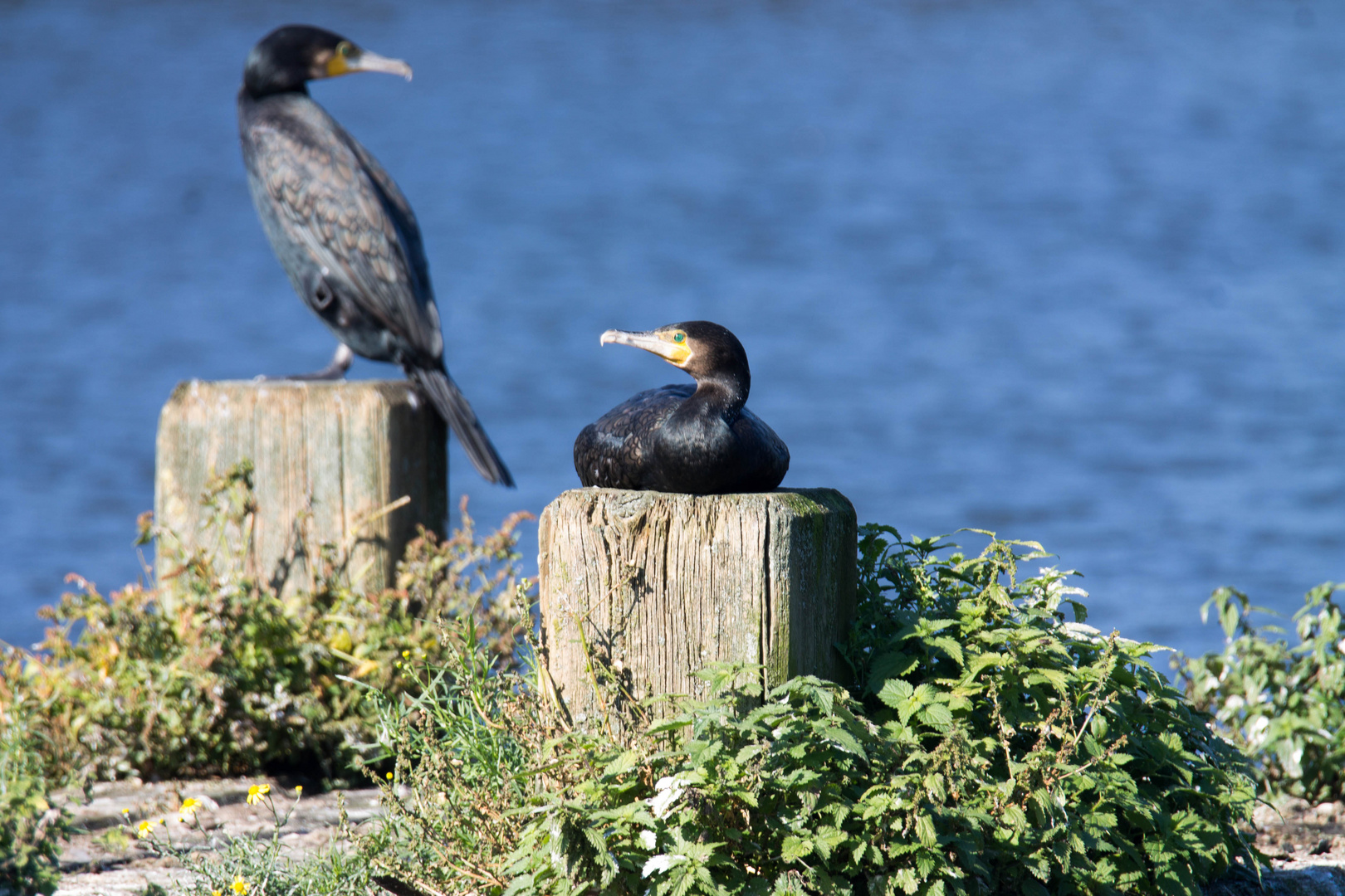 Siesta beim Kormoran