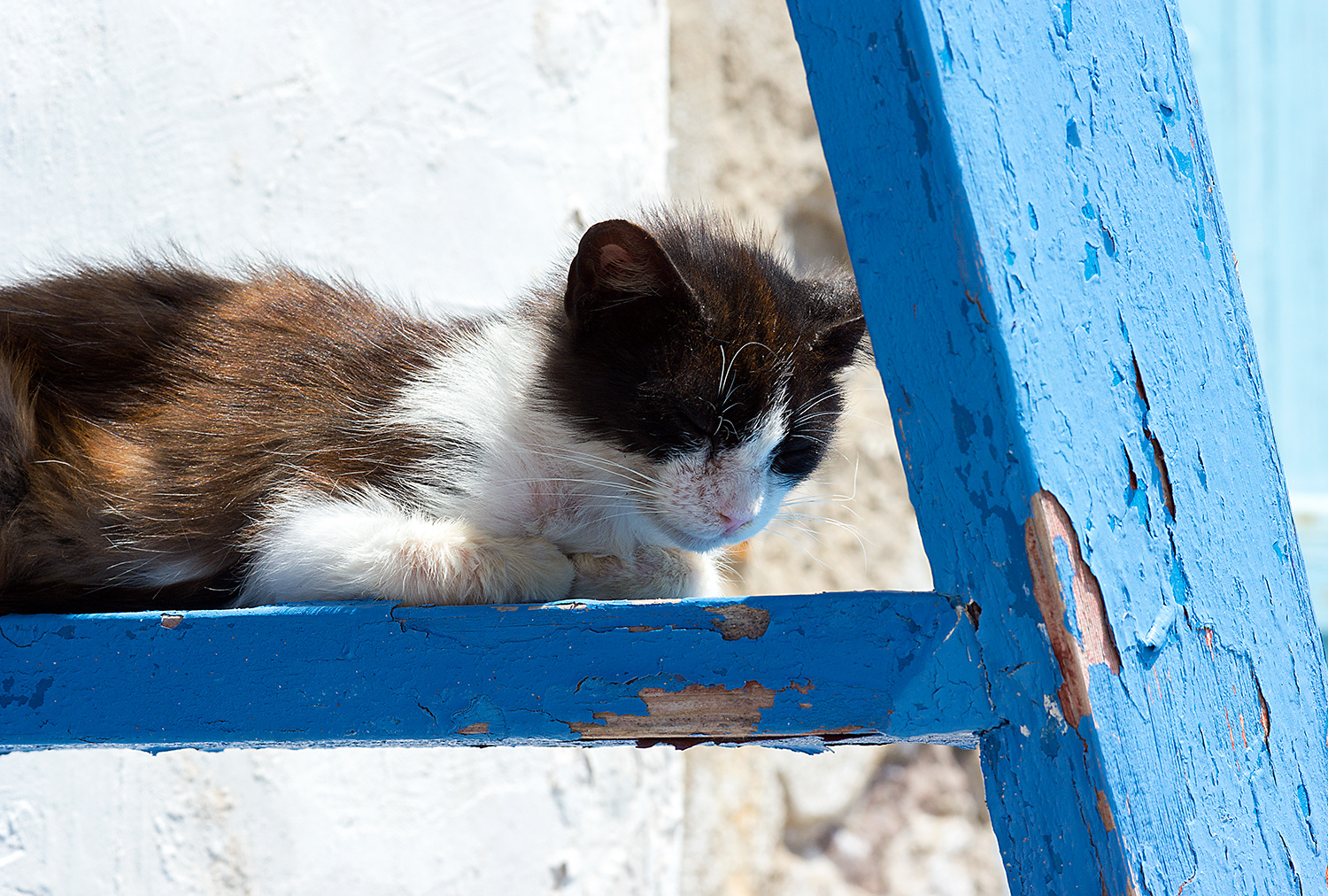 Siesta