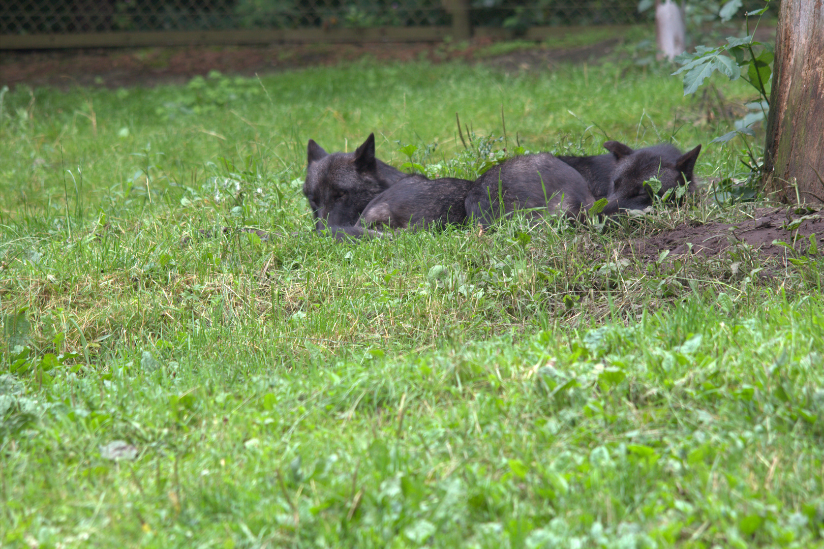 Siesta