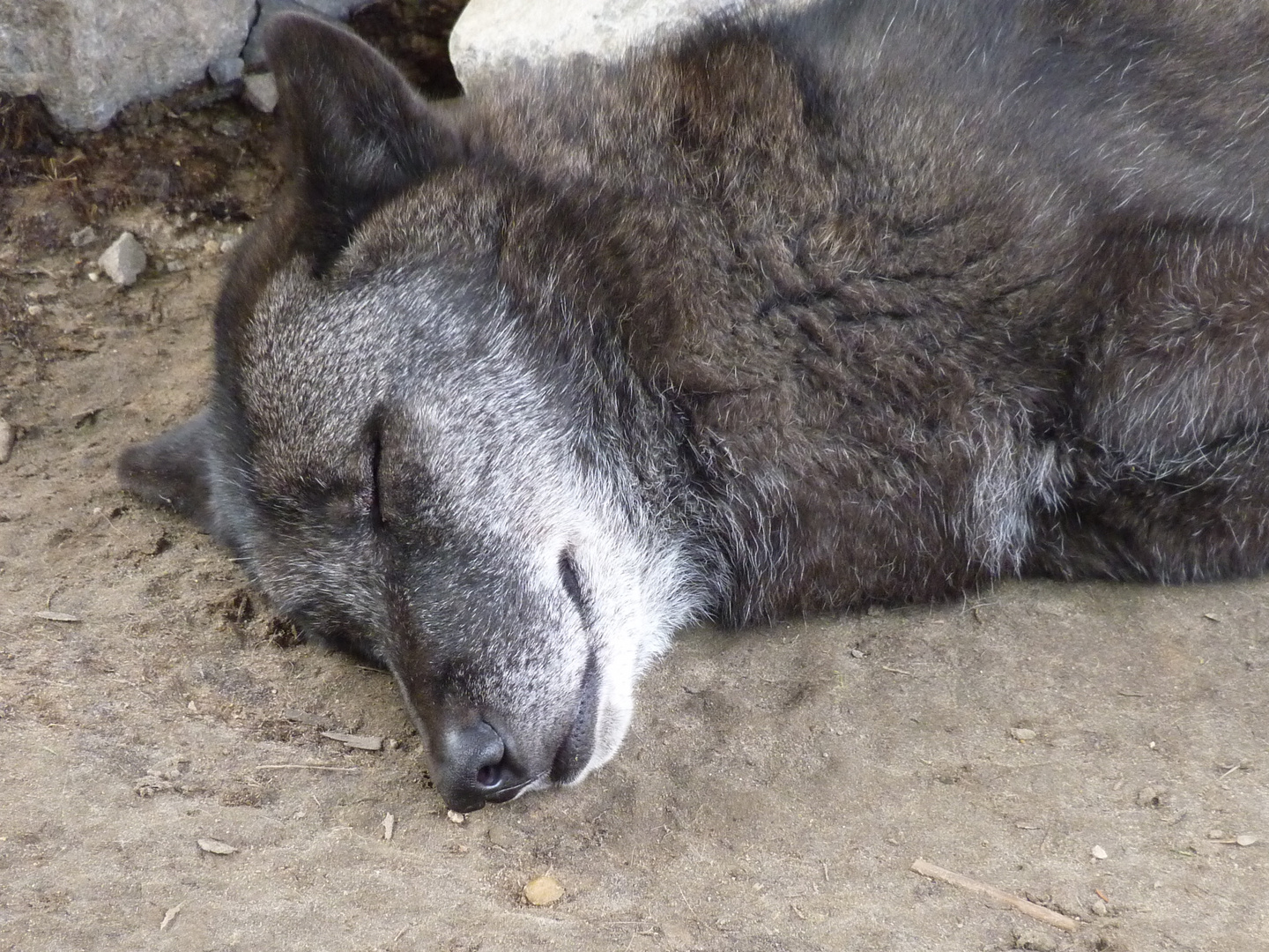 Siesta