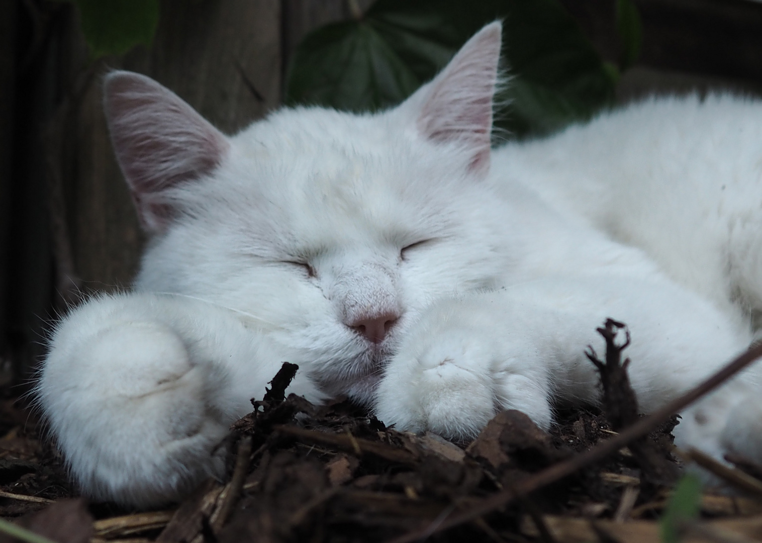 Siesta